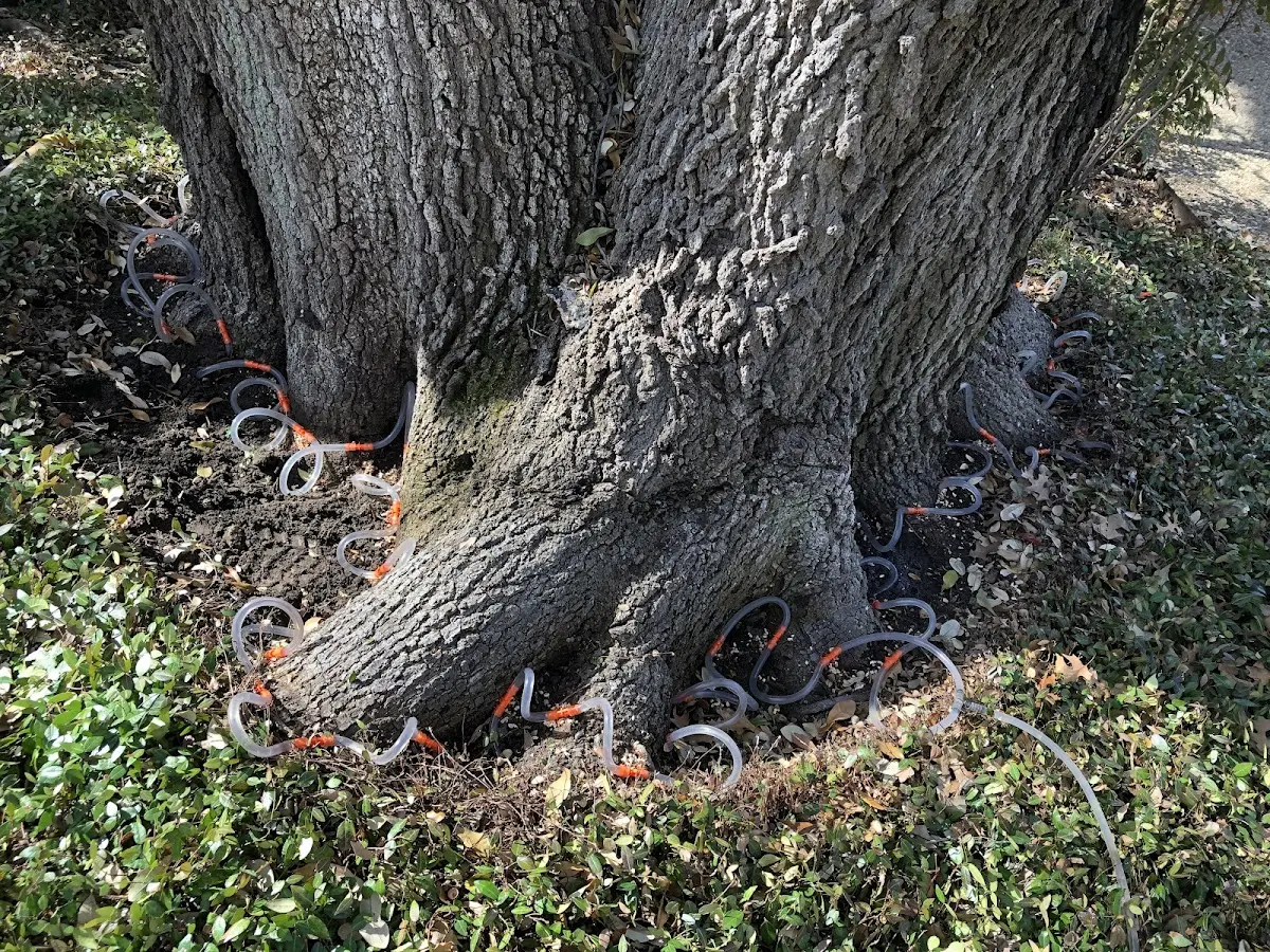 Detailed Tree Cabling and Bracing job site in Dagus Mines