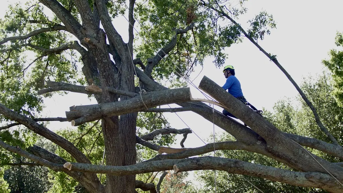 Professional Crown Thinning performed by certified arborists in Dagus Mines