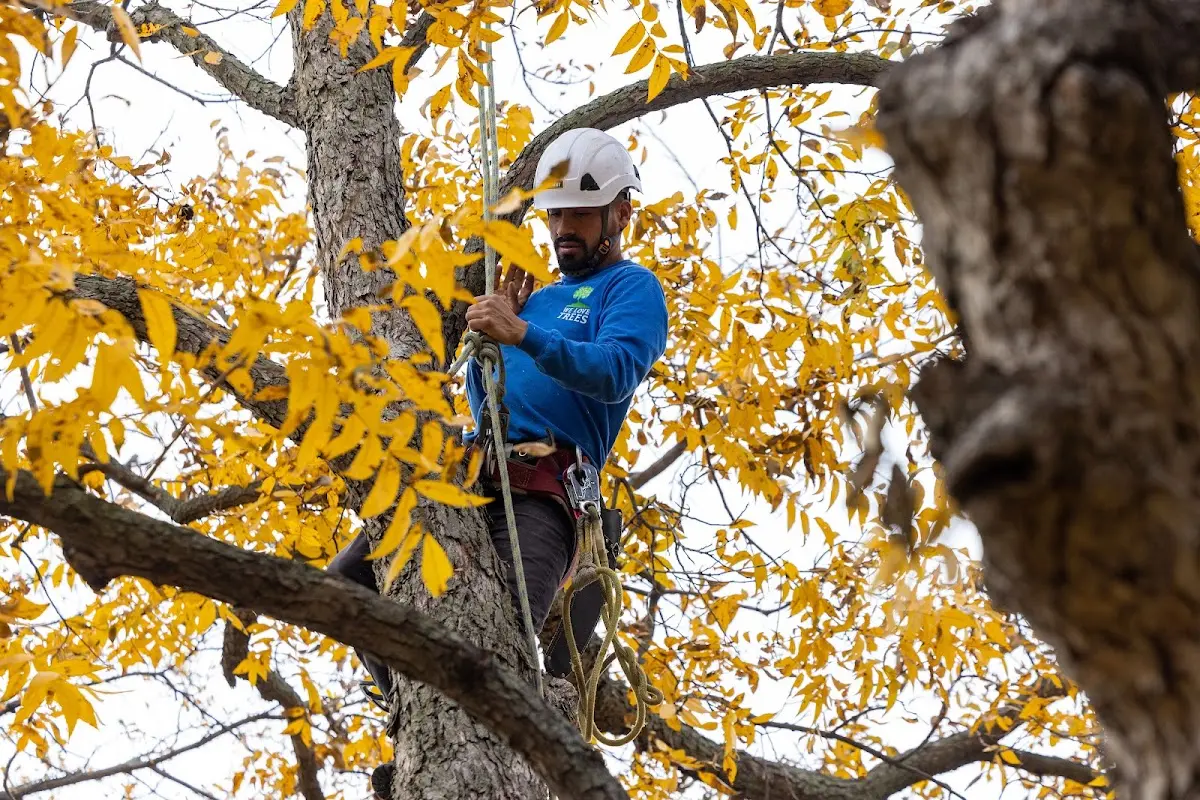 Skilled Tree Pruning crew working in Dagus Mines